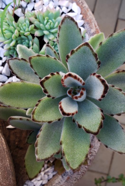 Free stock image of SUCULENTA created by Sabrina Koroll Ferreira
