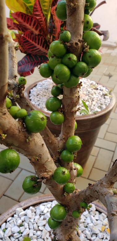 Free stock image of JABUTICABA created by Sabrina Koroll Ferreira