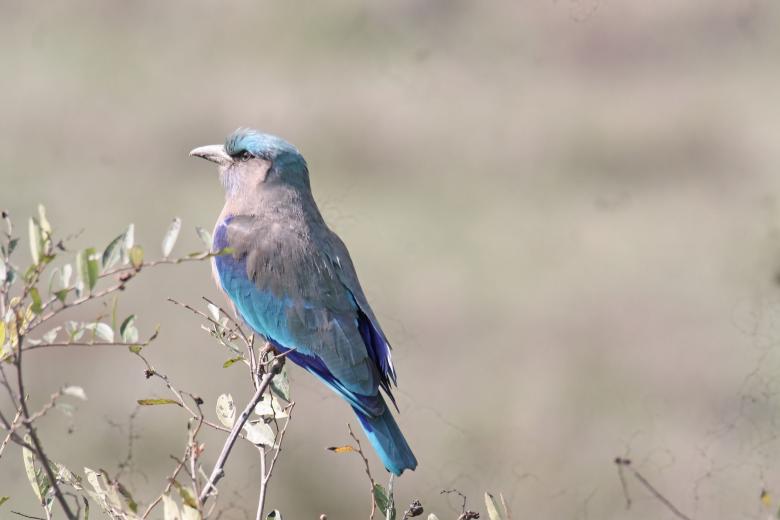 Free stock image of Indian roller created by sylvester alphonso