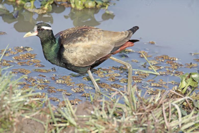 Free stock image of bronze winged jacana created by sylvester alphonso