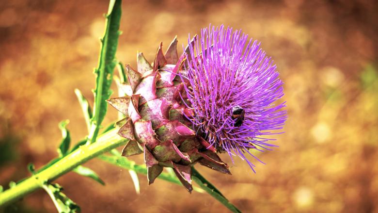Free stock image of Bumblebee on Flower created by Dreamlandscape