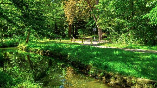 River in forest