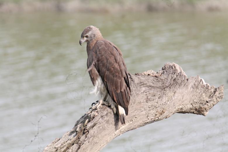 Free stock image of grey headed fish eagle created by sylvester alphonso