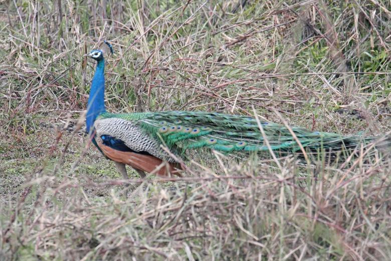 Free stock image of Indian peafowl created by sylvester alphonso