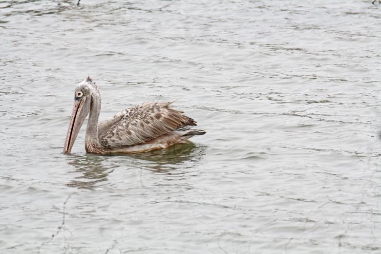 Free stock image of Spot billed pelican created by sylvester alphonso