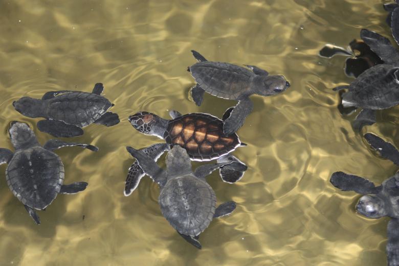 Free stock image of baby turtles swimming created by Julie W