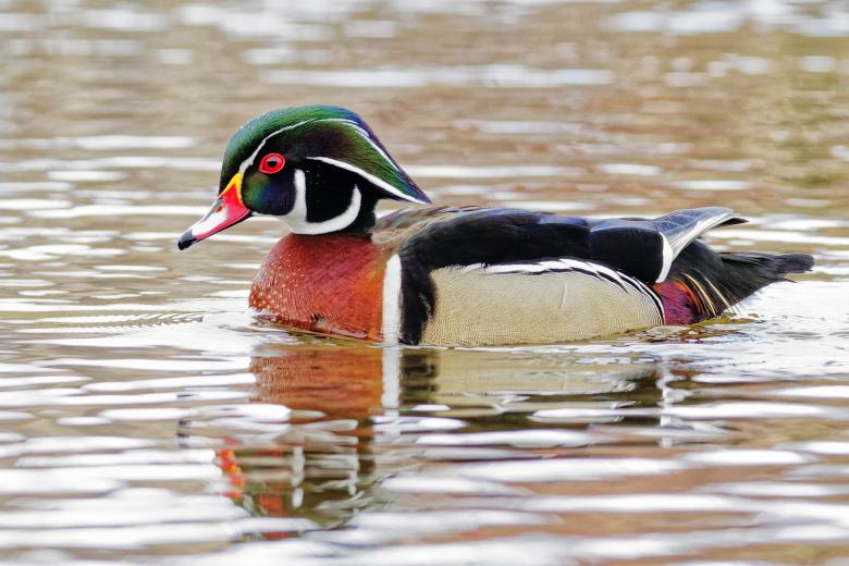 Free stock image of Wood Duck created by Geoffrey Whiteway