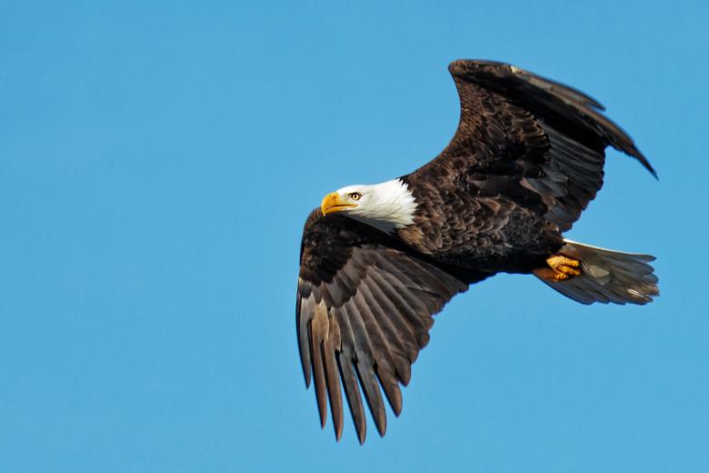 Free stock image of Bald Eagle created by Geoffrey Whiteway