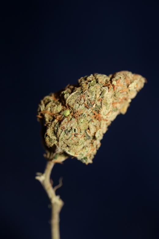 Free stock image of Marijuana bud close up created by BakalaeroZz Photography