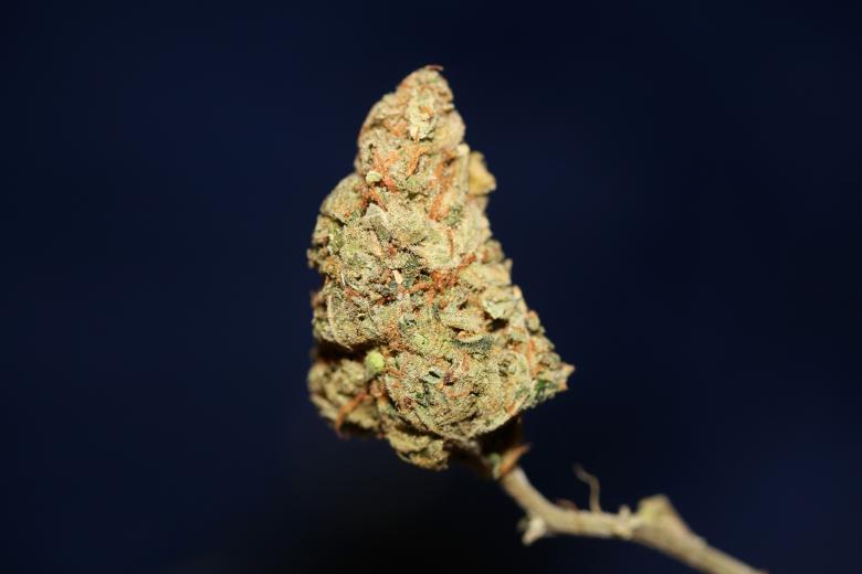 Free stock image of Marijuana bud close up created by BakalaeroZz Photography