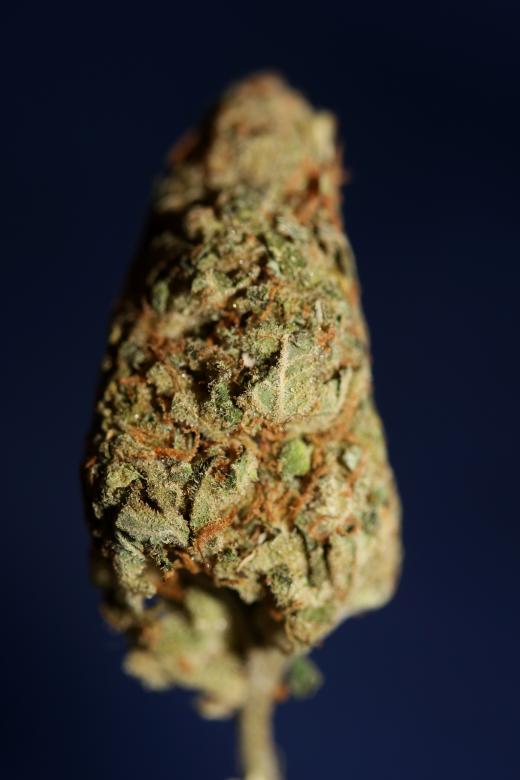 Free stock image of Weed bud close up botanical  created by BakalaeroZz Photography