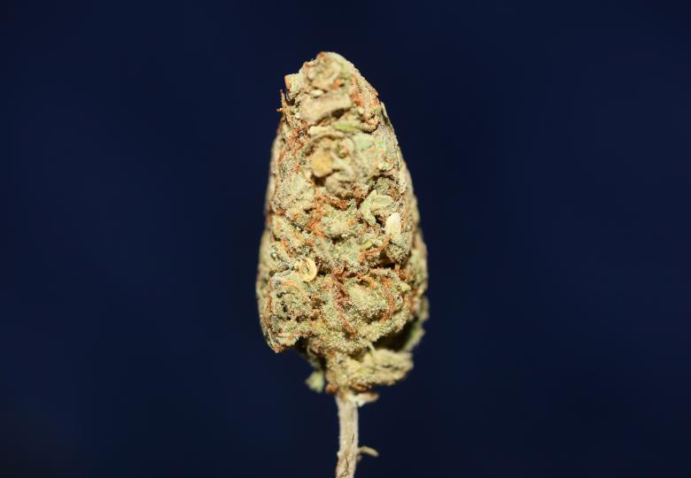 Free stock image of Marijuana bud close up  created by BakalaeroZz Photography