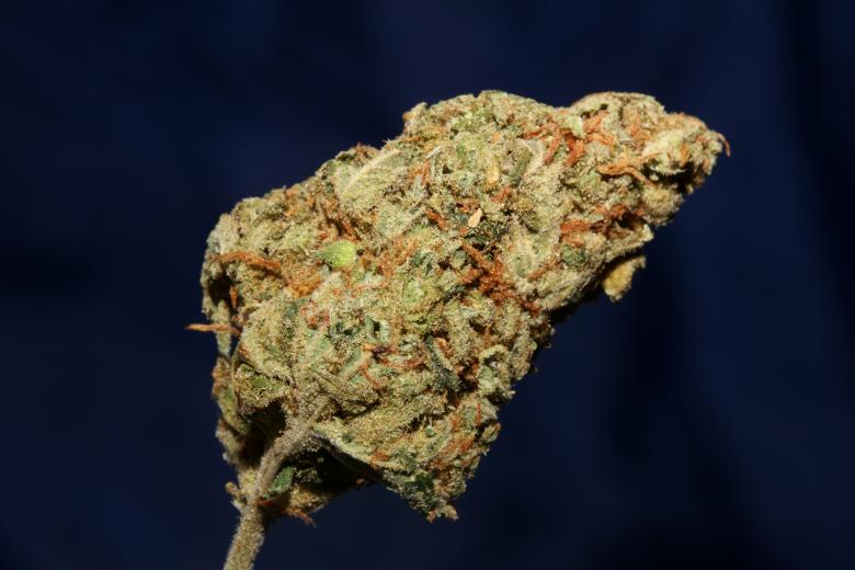 Free stock image of Marijuana bud close up botanical  created by BakalaeroZz Photography