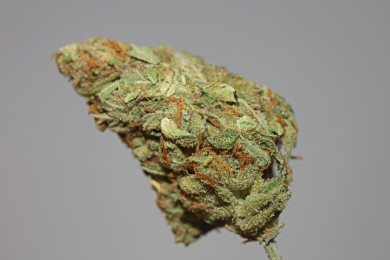 Free stock image of Marijuana bud close up botanical  created by BakalaeroZz Photography