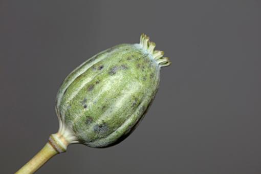 Opium fruit papaver somniferum family papavaraceae close up  - Free Stock Photo
