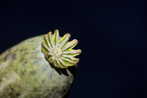 Opium fruit papaver somniferum family papavaraceae close up  - Free Stock Photo