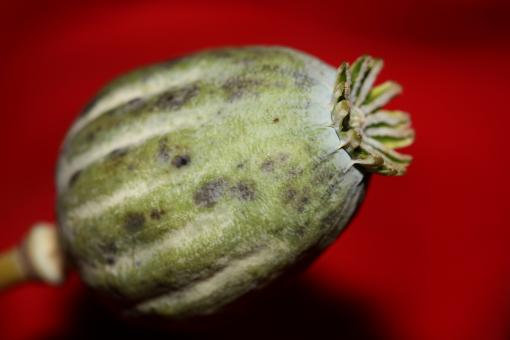Opium fruit papaver somniferum family papavaraceae close up botanical  - Free Stock Photo