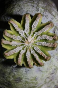 Opium fruit papaver somniferum family papavaraceae close up - Free Stock Photo