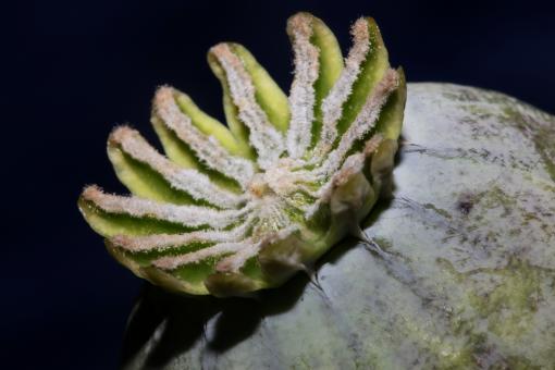 Opium fruit papaver somniferum family papavaraceae close up  - Free Stock Photo