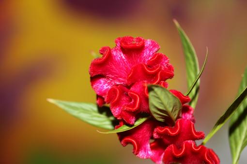 Red flower blossom close up celosia argentea family  - Free Stock Photo