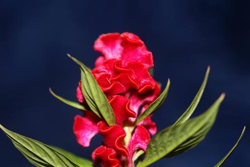Red flower blossom close up celosia argentea family amaranthaceae b - Free Stock Photo