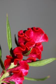 Red flower blossom close up celosia argentea family amaranthaceae - Free Stock Photo