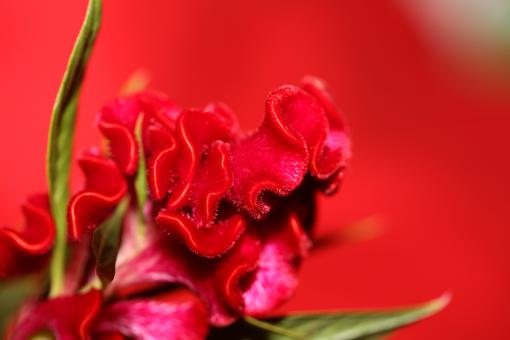 Red flower blossom close up celosia argentea family amaranthaceae  - Free Stock Photo
