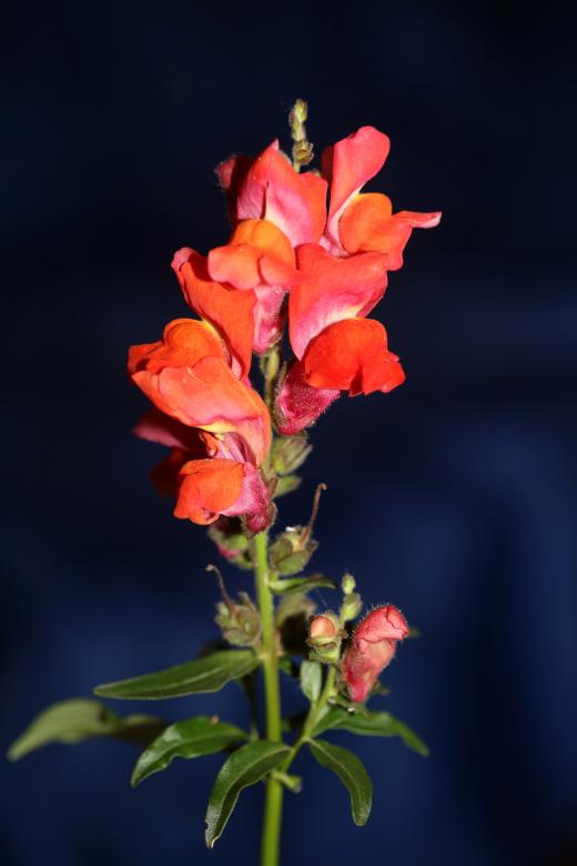 Free stock image of Red flower blossom close up botanical background  created by BakalaeroZz Photography