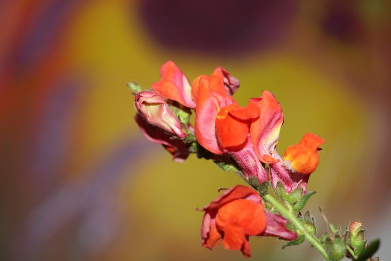 Free stock image of Red flower blossom close up botanical background  created by BakalaeroZz Photography