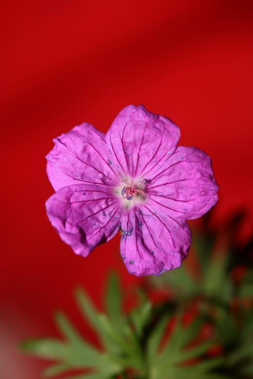 Free stock image of Purple flower blossoming close up botanical background created by BakalaeroZz Photography