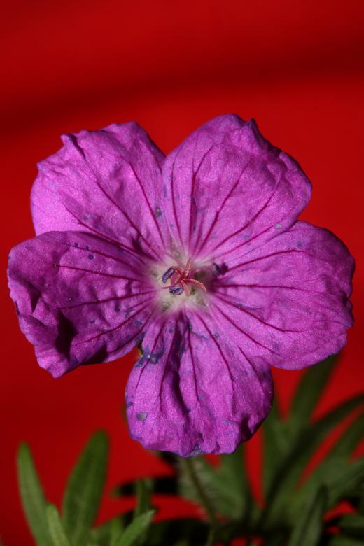 Free stock image of Purple flower blossoming close up botanical background  created by BakalaeroZz Photography