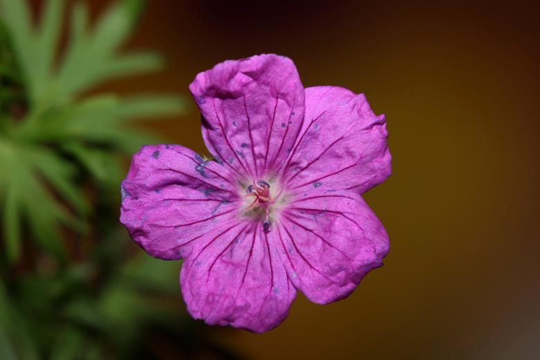 Free stock image of Purple flower blossoming close up botanical background  created by BakalaeroZz Photography