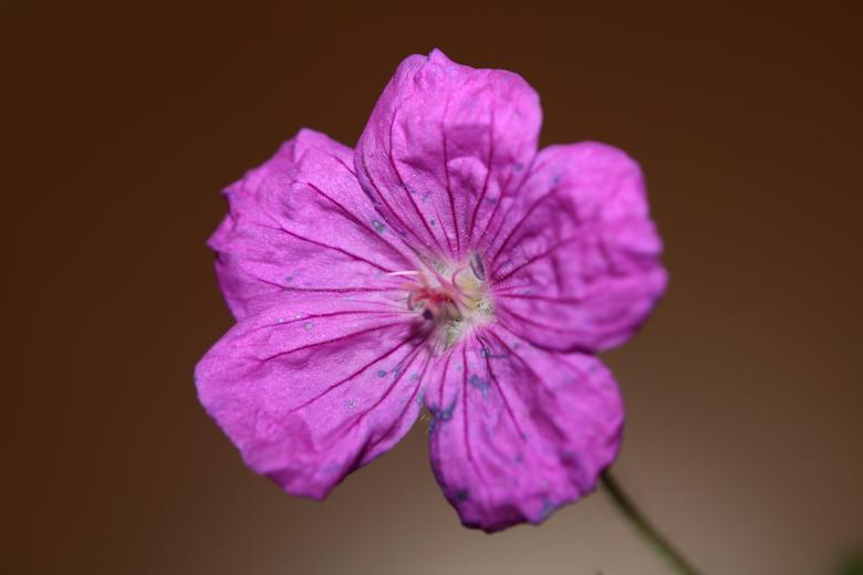 Free stock image of Purple flower blossoming close up botanical background  created by BakalaeroZz Photography