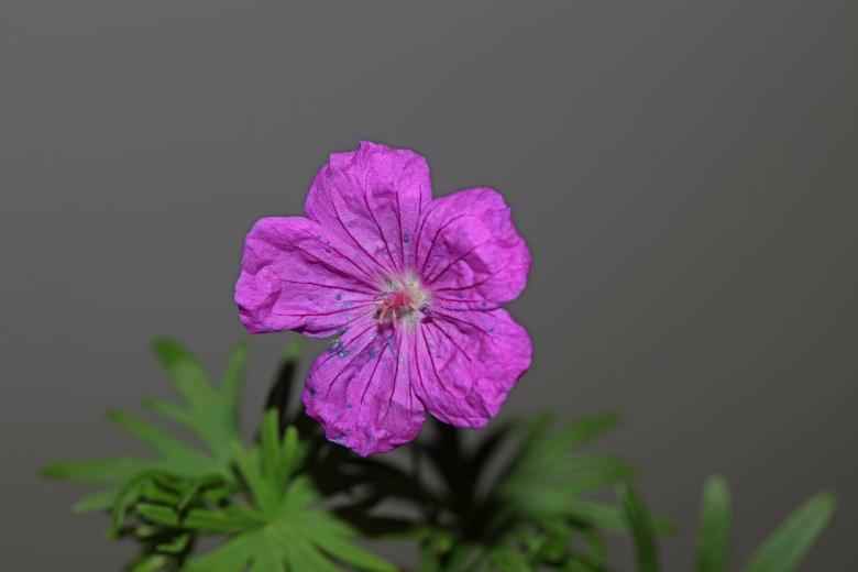 Free stock image of Purple flower blossoming close up botanical background created by BakalaeroZz Photography