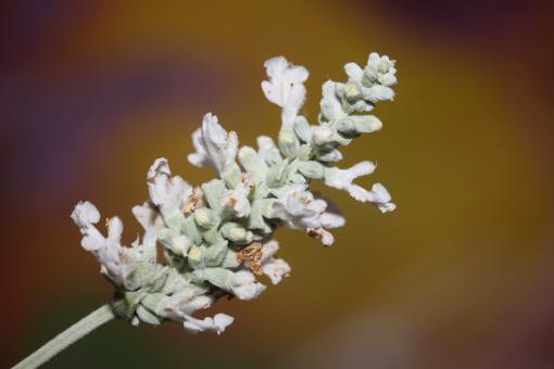 White flower blossoms salvia divinorum family lamiaceae close up  - Free Stock Photo