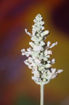 White flower blossoms salvia divinorum family lamiaceae close up - Free Stock Photo