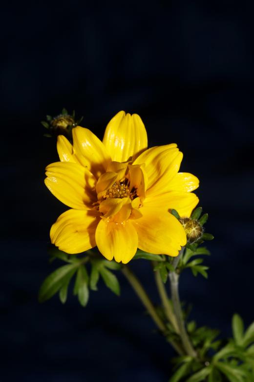 Free stock image of Yellow flower blossoming cosmos caudatus family compositae close up  created by BakalaeroZz Photography
