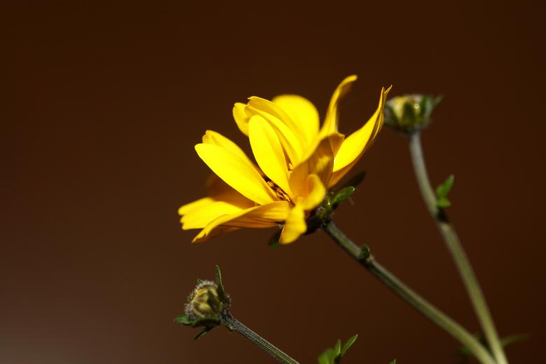 Free stock image of Yellow flower blossoming cosmos caudatus family compositae close up  created by BakalaeroZz Photography