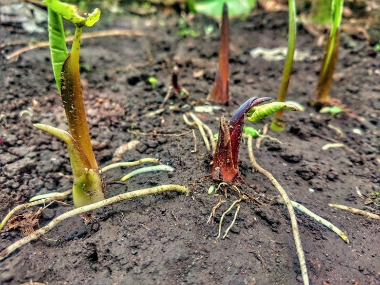 Free stock image of plant and root growth created by tupac doenx