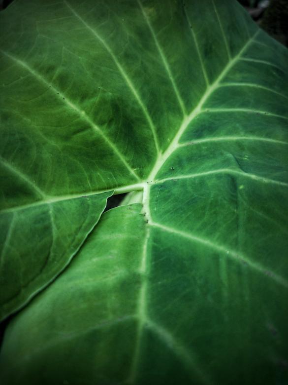 Free stock image of Green taro leaf  created by tupac doenx