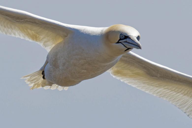 Free stock image of  Northern Gannet created by Geoffrey Whiteway