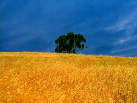 Lone tree - Free Stock Photo