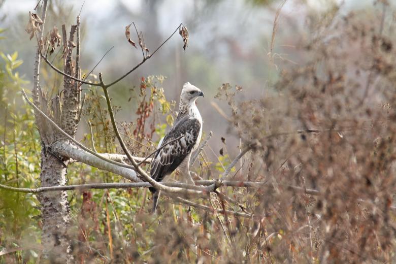 Free stock image of Changeable Hawk Eagle created by sylvester alphonso