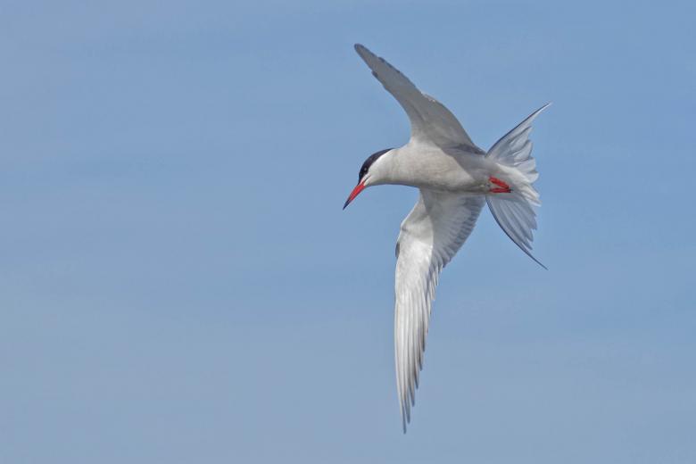 Free stock image of Common tern flying created by Geoffrey Whiteway