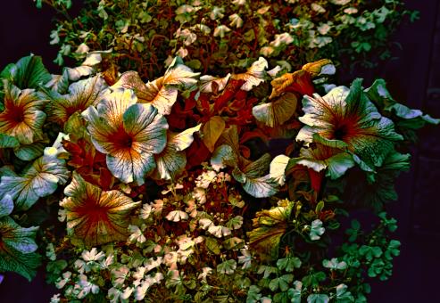 Winter flowers - Free Stock Photo