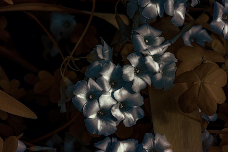 Free stock image of Infrared flowers created by Oleg  Ы