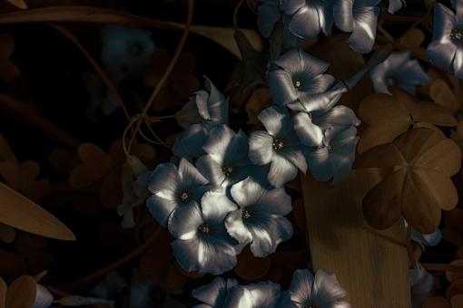 Infrared flowers