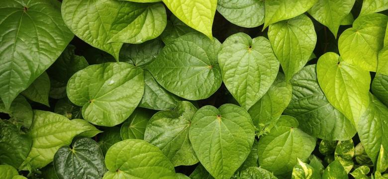 Free stock image of Leaf created by Reginald Bosco Schellito