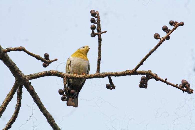 Free stock image of Yellow footed green pigeon created by sylvester alphonso