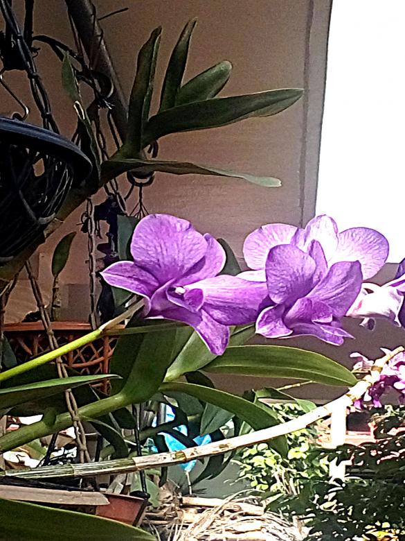 Free stock image of Orchid Dendrobium created by VIJOY M ALEXANDER